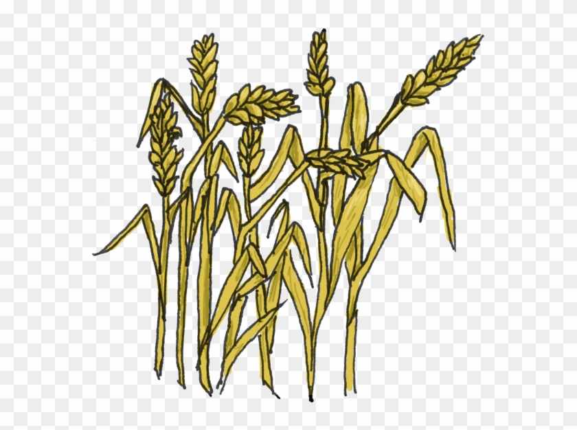 Wheat Clipart - Wheat Clipart #456000