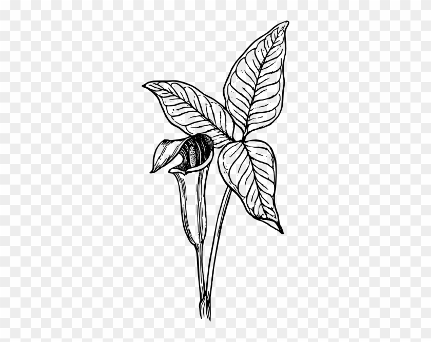Free Vector Arum Clip Art - Piirretty Kasvi #456876
