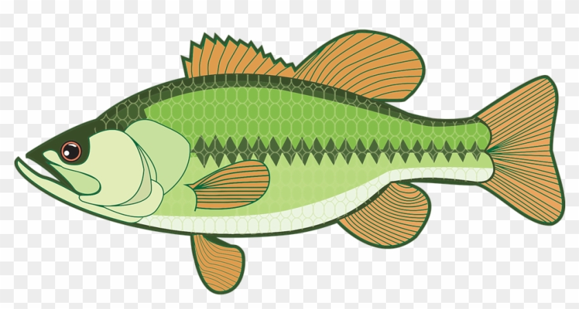 Bass Fish Cliparts - Largemouth Bass Clipart #457646