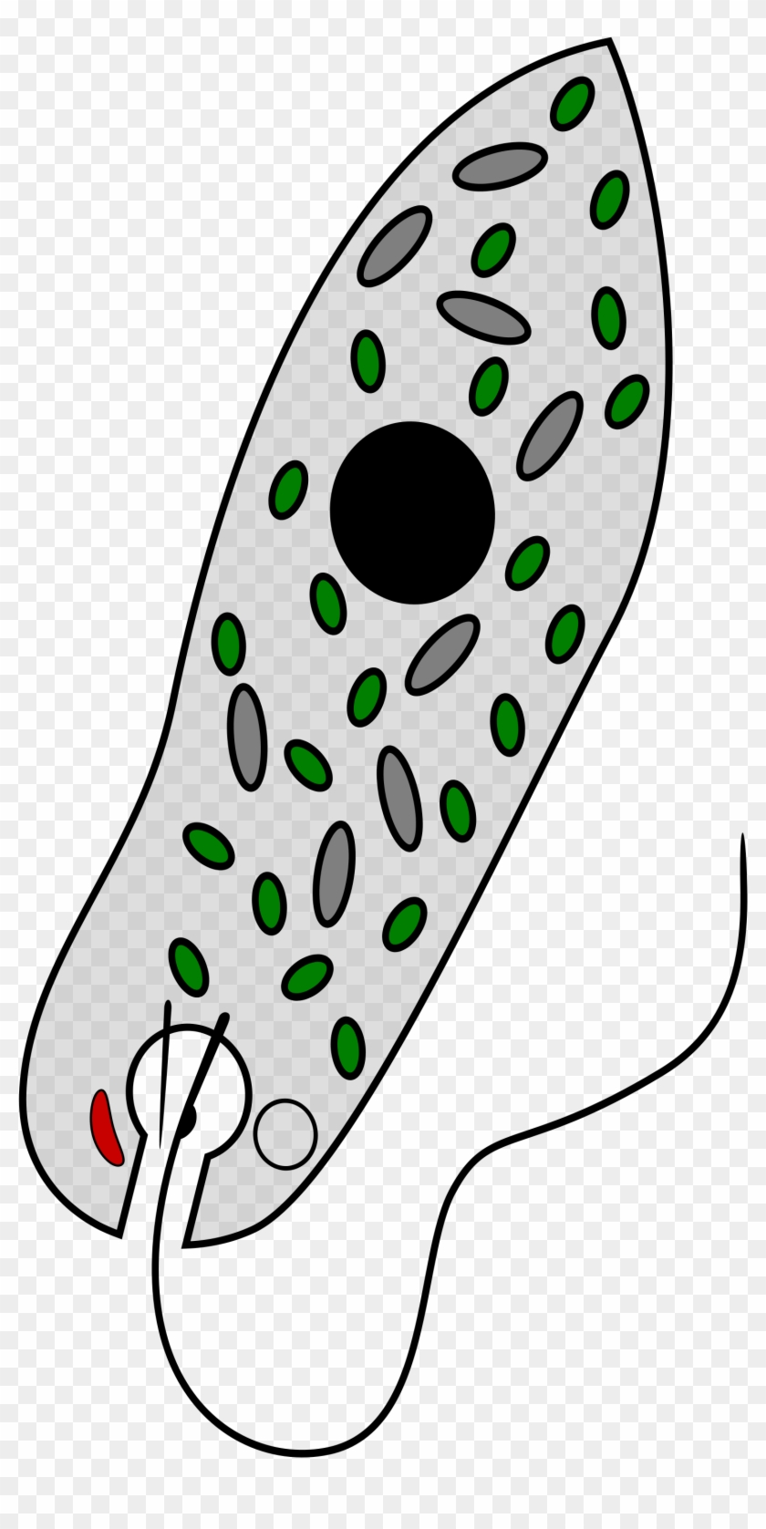 Image Not Available - Imagini Cu Euglena Verde #458222